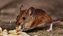Find Exterminators in Keweenaw County